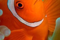 Alila Purnama - Clownfish