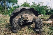 Galapagos tortoise02
