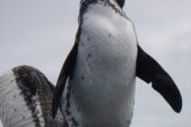 Penguins01