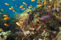 SOF-Antheas-&-Reef