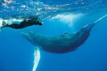 Socorro-humpback-whale-001-min