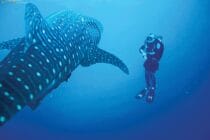 Socorro-whale-shark-002-min