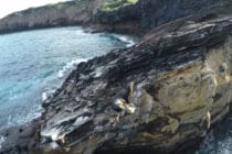 seal_galapagos_island_hr