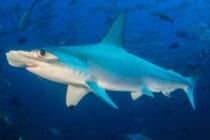 what-to-see-hammerheads